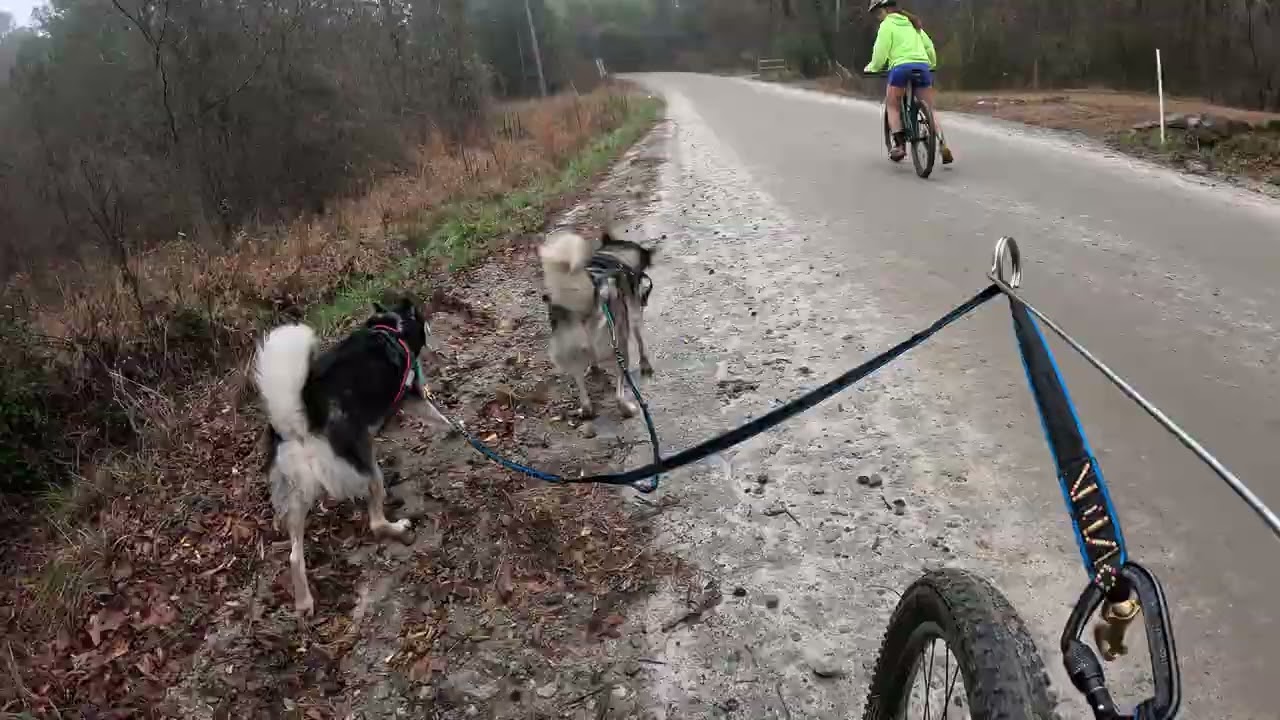 Mid week run with Finn & Vada