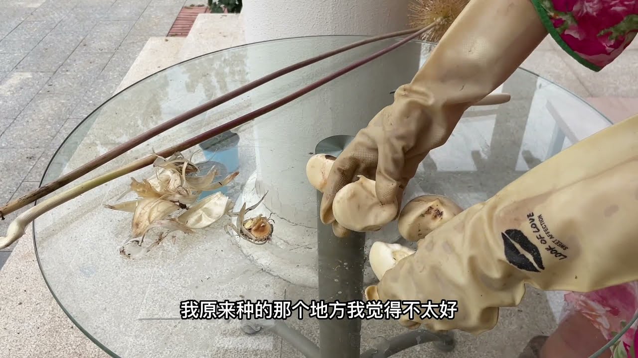 大花葱夏天为什么要起球？不起球行吗？