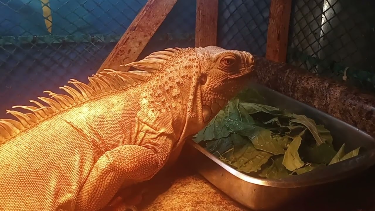 Iguana feeding!