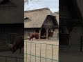 🐃Ankole-Watusi (Bos taurus taurus watusi) in Berlin Zoo #animallovers  #animalshorts #germany #bulls