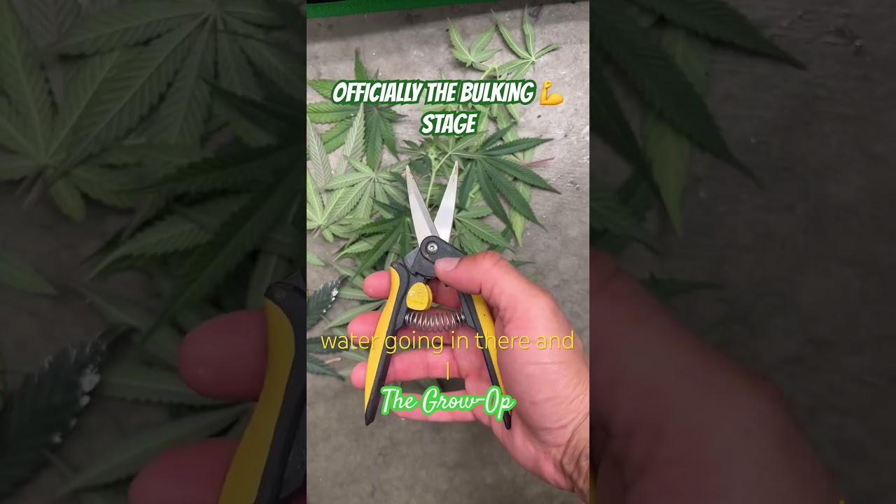 Day 69 (nice) and we are officially Bulking! 