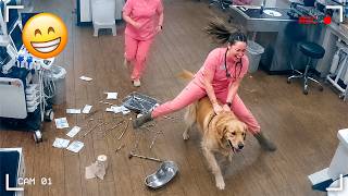 Funniest Animal Videos 2026 😂 When Animals Make Their Own Rules