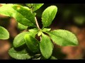 berberis vulgaris 4.wmv