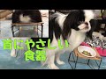 3COINSスリコの犬猫用首にやさしい食器セットでご飯をあげてみた  日本狆Japanese Chin