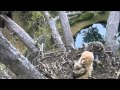 Savannah Great Horned Owl Cam - Owlet Returns! 3-26-15