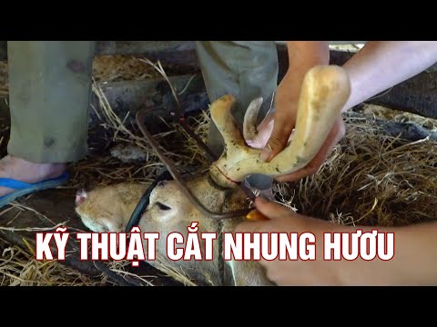 Video: Làm thế nào để săn hươu (có hình ảnh)