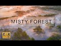 Mist over Bryansk Forest. Aerial video in 4K