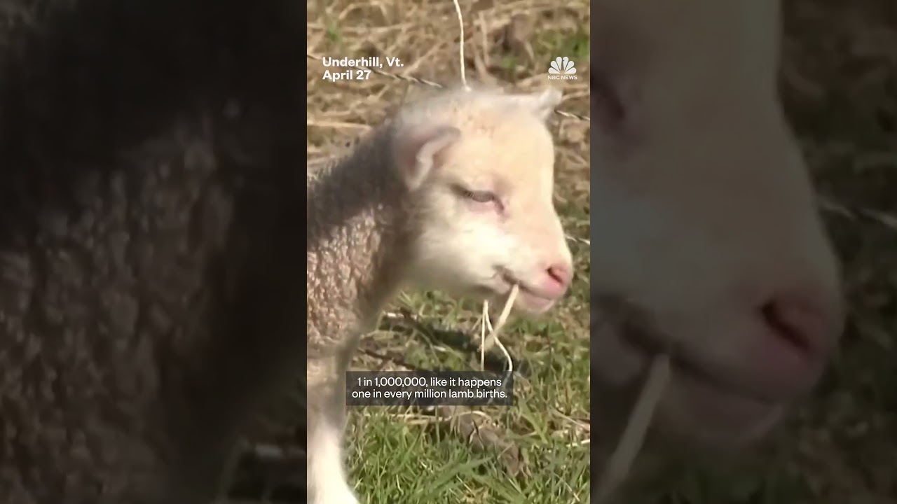 Vermont sheep gives birth to rare sextuplets