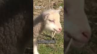Vermont sheep gives birth to rare sextuplets