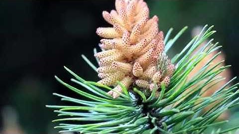 Corsican Pine releases tree pollen after the flowers get a bit of a shake... - 26th May 2018