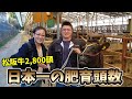 日本一の飼育頭数2,800頭の松阪牛を育てる【なかお畜産】の最新技術がすごかった！