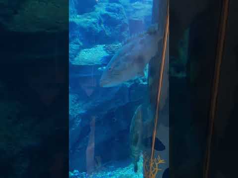 #dubai #dubaiaquarium #dubailife #dubaimall #travel #travelvlog #dubaicity