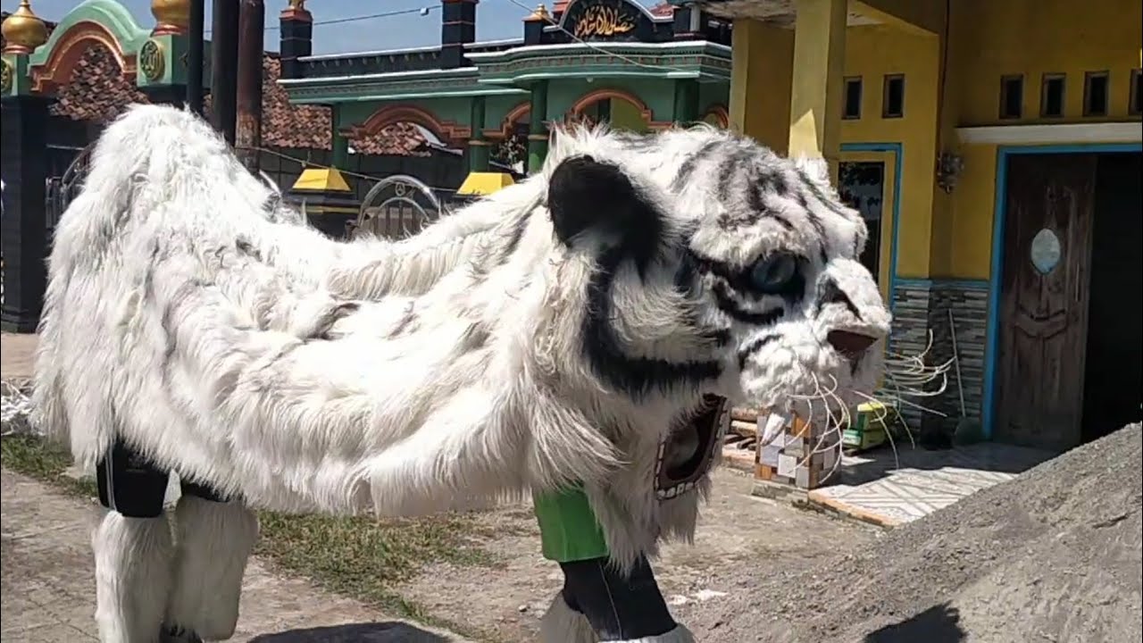 Iring iringan kirab sunat cantik macanan new pandawa 