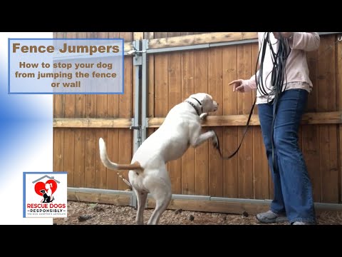 Fence Jumpers Stopped- How to teach your dog to stop jumping the fence