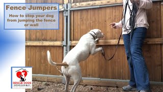 Fence Jumpers Stopped How to teach your dog to stop jumping the fence