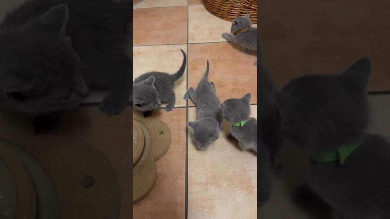 Die kleinen Kitten haben jetzt alle Bänder 