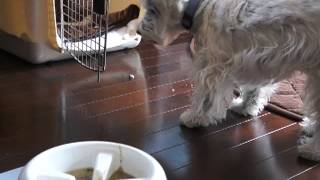 早食い防止フードボウル