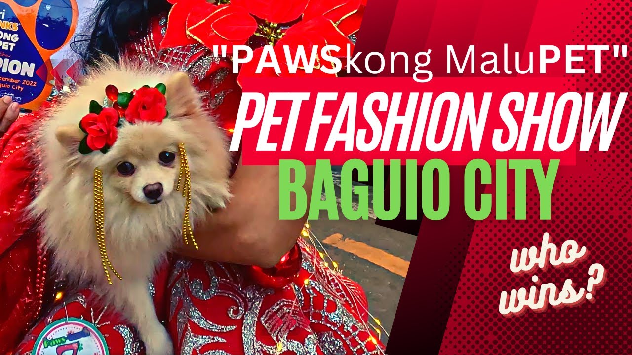 DOG SHOW and A Cat Pet Fashion Show Baguio City s PAWSkong MaluPET dog-show-and-a-cat-pet-fashion-show-baguio-city-s-pawskong-malupet