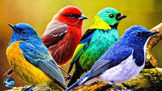 Nature Birds Sounds For Relaxing - Most Amazing Birds of the World - Stress Relief - PIano Music