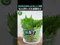 袋のまま保存してる人、今すぐやめて!大葉が1ヶ月持つ裏ワザとは? #健康 #食品 #健康情報 #高齢者の健康 #生活の知恵