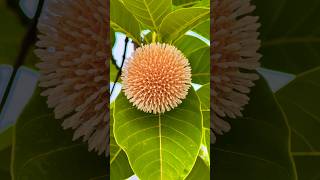 cadamba tree #nature #flowers #travel
