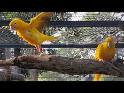 A pair of Golden conures