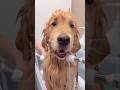 How we look spiffy for Christmas 🤵🏻❤️ #goldenretriever #groom