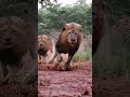 जंगल का असली राजा कौन? Tiger vs Lion 🦁-🐯