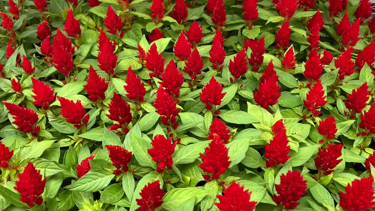 Red color flowers YouTube