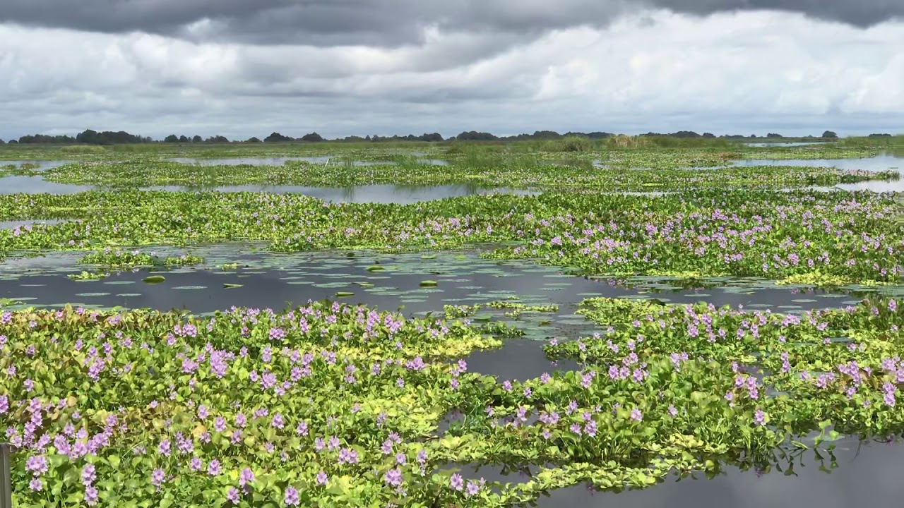 Blue Cypress Conservation Area. Indian River County, Florida. (1 ...