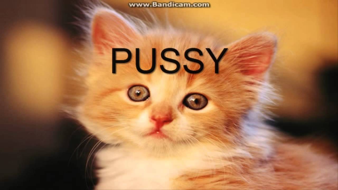 Niightliife is ne PUSSY