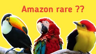 Amazon secret. Amazon rainforest. Amazon rare bird 