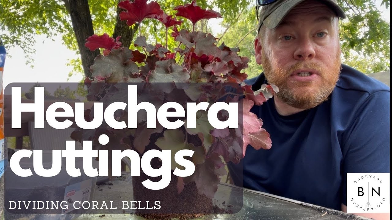 Propagating Coral Bells Heuchera by Division