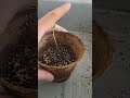 Cannabis Growing - Hot Tips to save Your Plants From Stretching