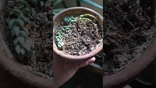 Burros Tail Sedum Houseplant - Profiles in Botany #9