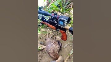 poin lagi, belibis #hunting #berburu #vectoroptics