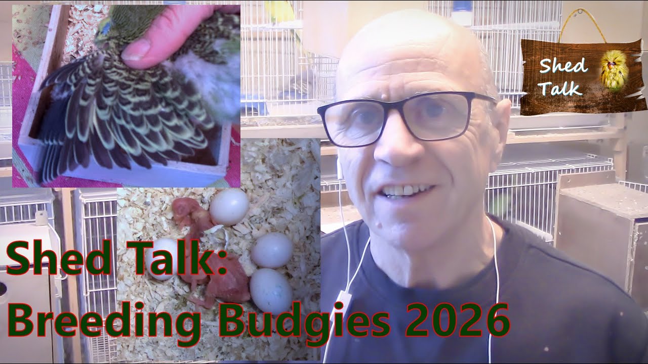 Series 6 Episode 18: Breeding Budgerigars in 2026 - YouTube