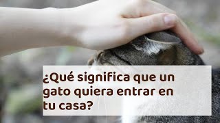 ¿Qué significa que un gato quiera entrar en tu casa?  ¡Te sorprenderá!