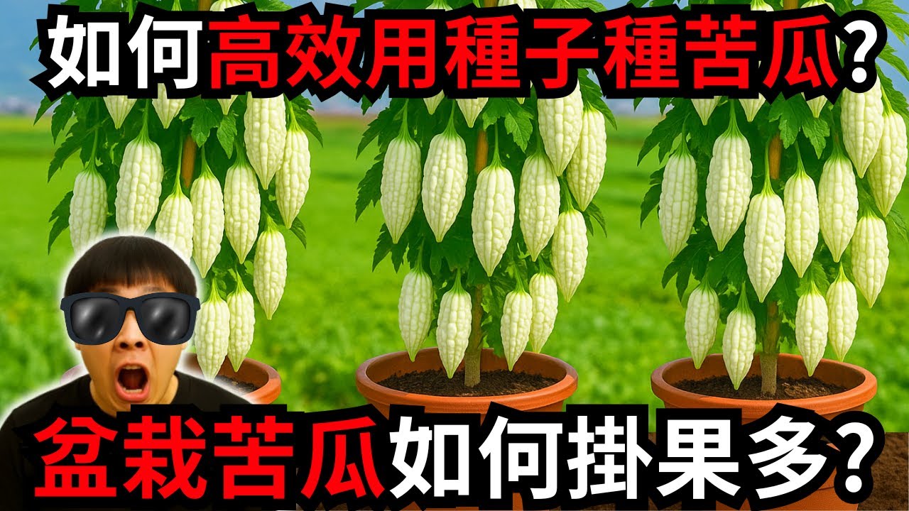 如何高效用種子種盆栽苦瓜?  一條龍分享苦瓜種子催芽、育苗、摘心修剪、施肥、套袋及採收全攻略！