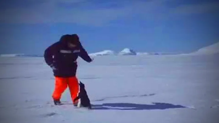 Best of Cute Penguins 😊🐧 Funny And Clumsy Penguins (Part 1) [Funny Pets]