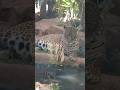 ¿QUE HAY EN EL PARQUE ECOLÓGICO DE SÃO CARLOS BRASIL? ¡¡ACOMPAÑANOS!!