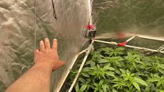 How to grow weed in tents. Video 8 season 6.  Grow tent Guru