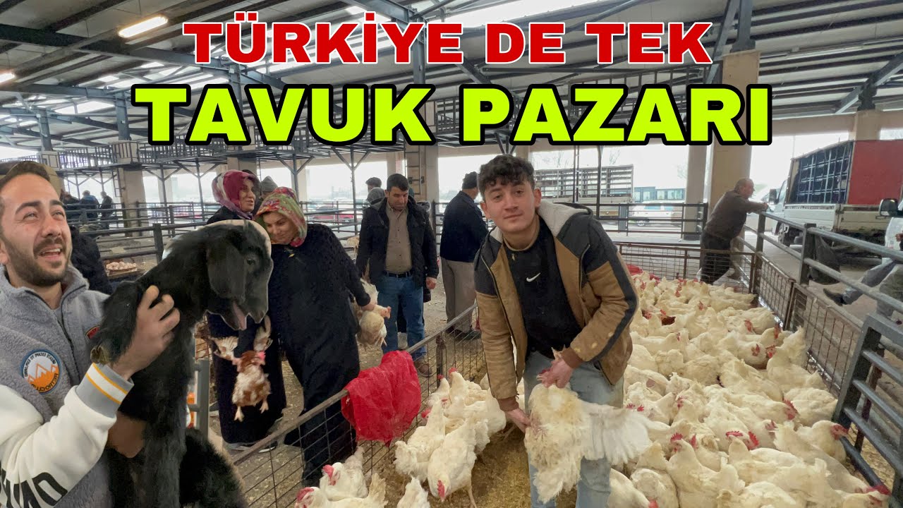 TÜRKİYENİN EN BÜYÜK TAVUK PAZARI  ÖRDEK KAZ KEKLİK HİNDİ TAVŞAN