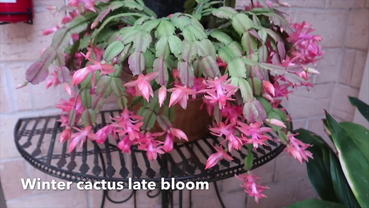 Schlumbergera Winter Cactus || Annadel Kisses 