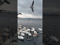So #beautiful #Bird and #Swans at #zurichLake #zürichsee #ytshorts , Switzerland