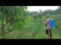 Ngetest super stik sprayer 25m solusi pohon tinggi hemat budget