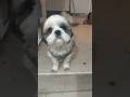 small dog voice ll #funny #tranding  #dog #cutedog #pets #animals #viralvideo #shortsviral