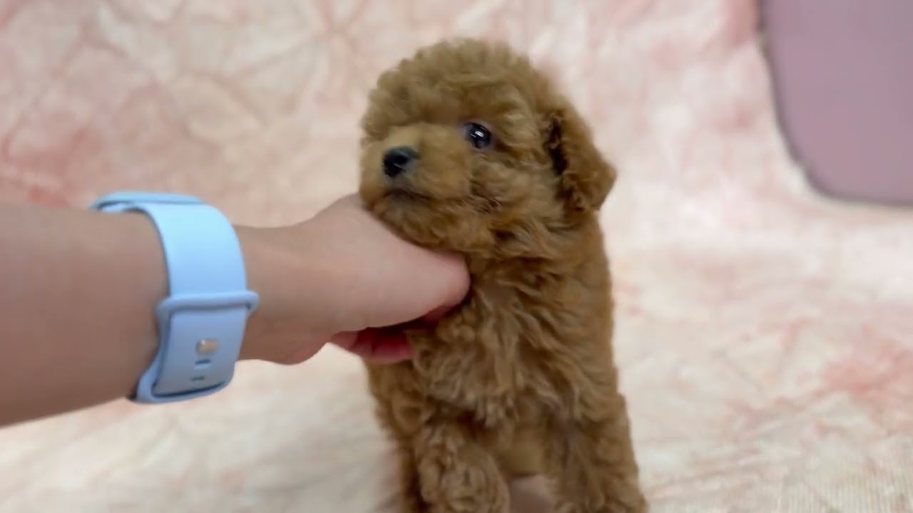 トイプードル🐶(2026/2/22生) - YouTube