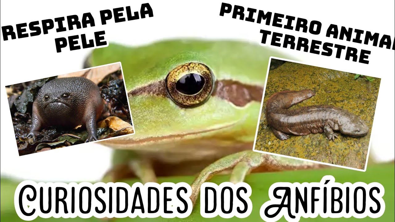 Curiosidades Sobre Os Anfíbios - NAZAEDU