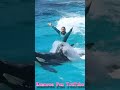 ララとダイナミックロケット!! #Shorts #鴨川シーワールド #シャチ #kamogawaseaworld #orca #killerwhale